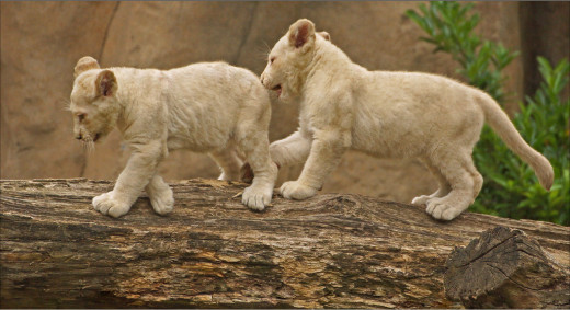 �1761775 �������(a): ����������:3000x1628